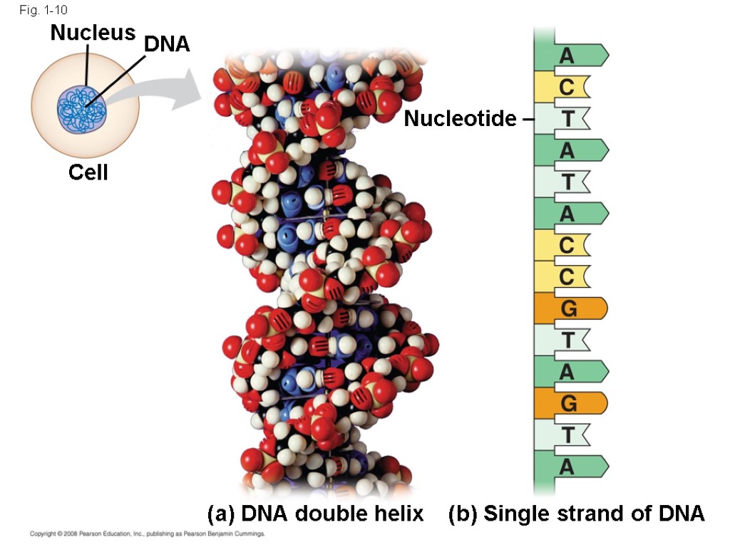 Fig. 1-10 Nucleus DNA Cell Nucleotide (a) DNA double helix (b) Single strand of